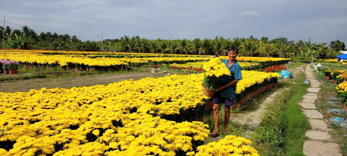 Thị trường hoa kiểng Tết ở Đồng Tháp tiêu thụ chậm, giá giảm, nông dân kém vui