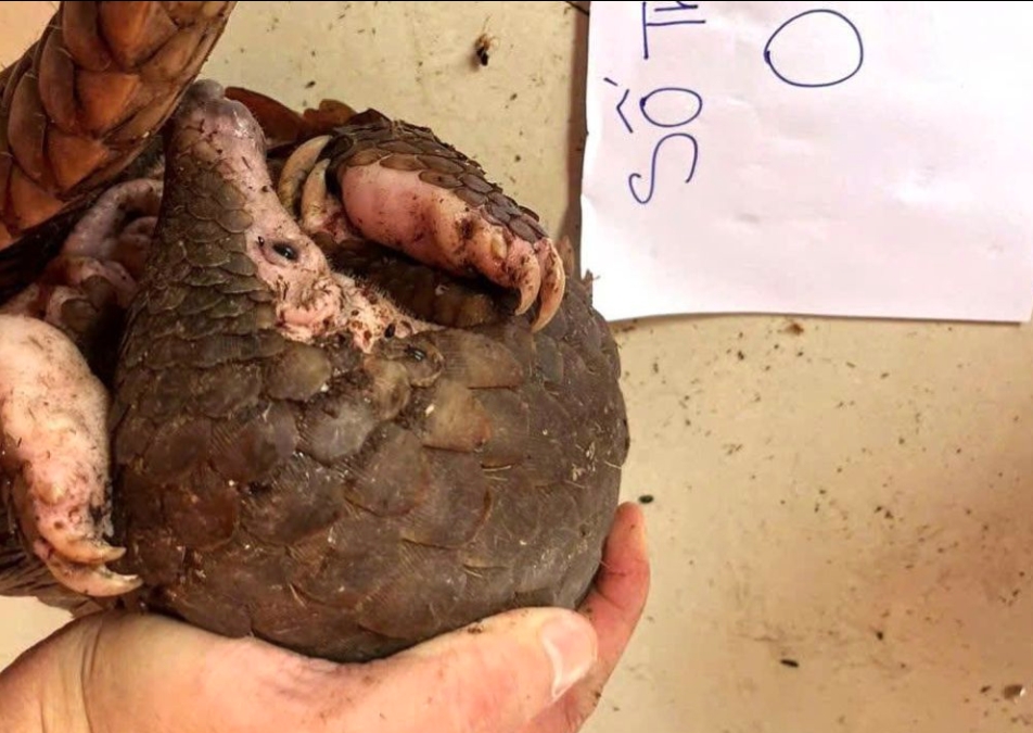 khanh hoa uncover illegal pangolin keeping case, one animal found dead picture 1