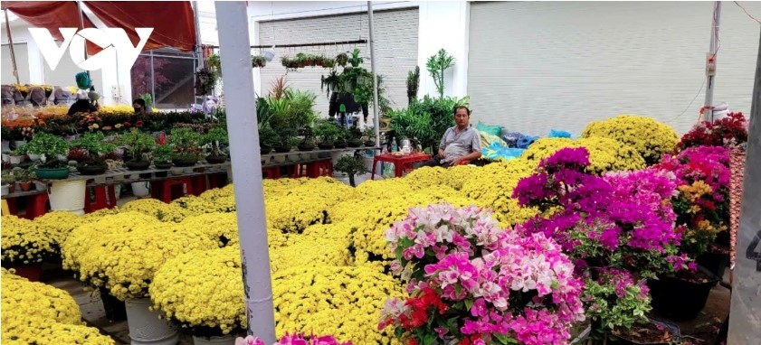 tet ornamental flower market in dong thap sees slow sales, falling prices picture 2