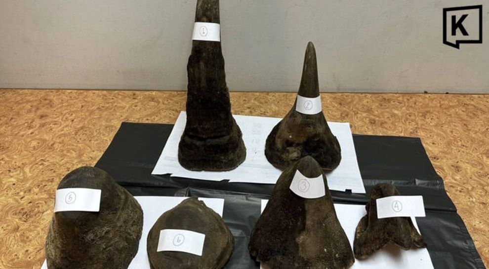nearly 12 kg of rhino horn found in vietnamese passenger s luggage at thai airport picture 1