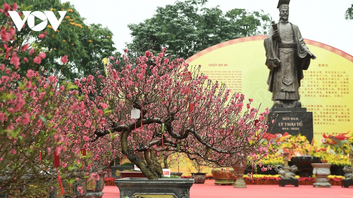color-rich spring flower display at ly thai to flower garden in hanoi picture 1