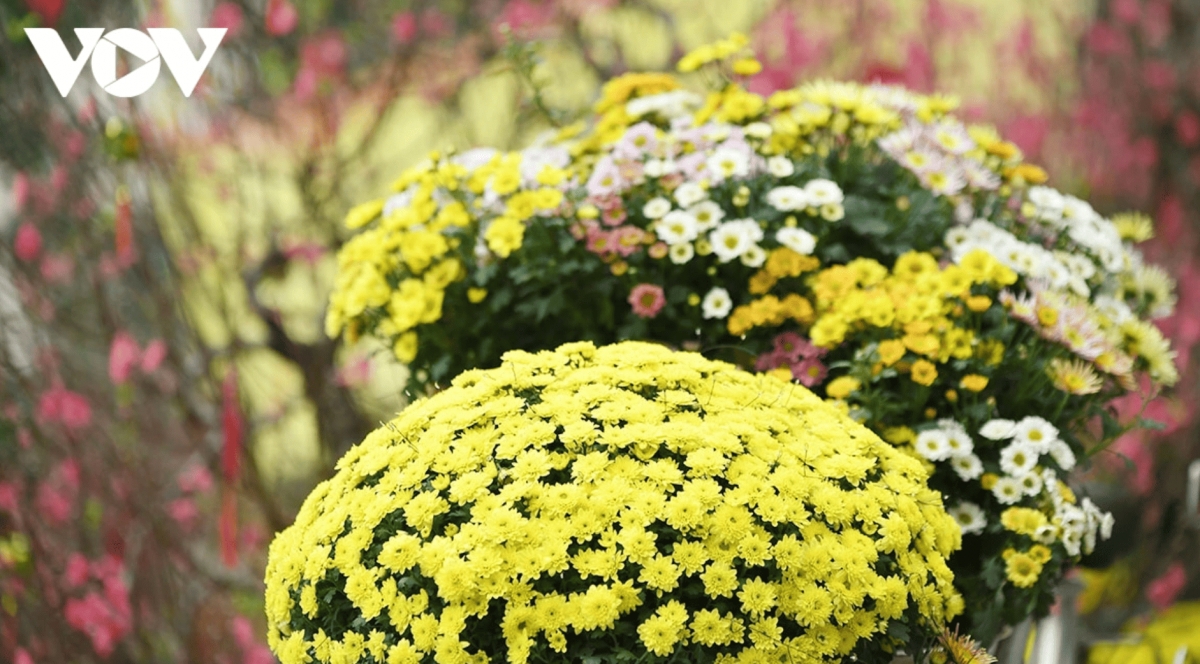 color-rich spring flower display at ly thai to flower garden in hanoi picture 4