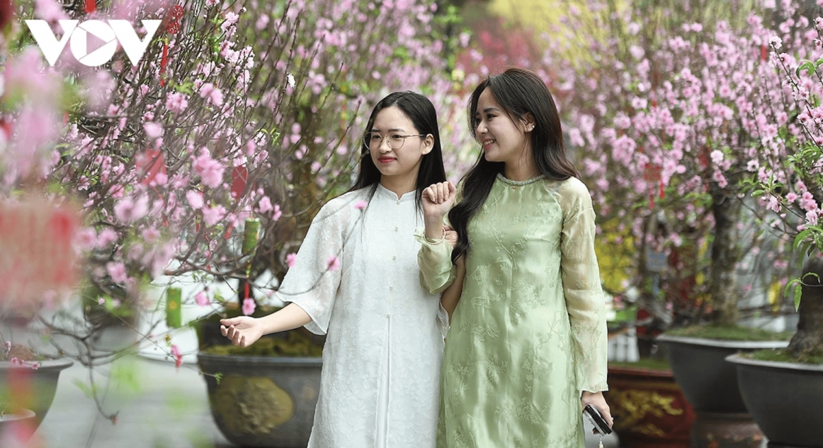 color-rich spring flower display at ly thai to flower garden in hanoi picture 6