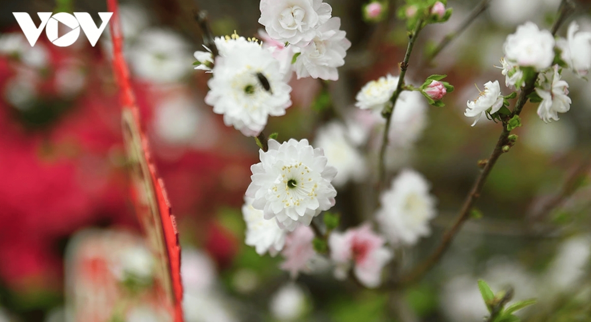color-rich spring flower display at ly thai to flower garden in hanoi picture 7
