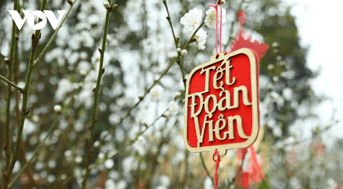 color-rich spring flower display at ly thai to flower garden in hanoi picture 8