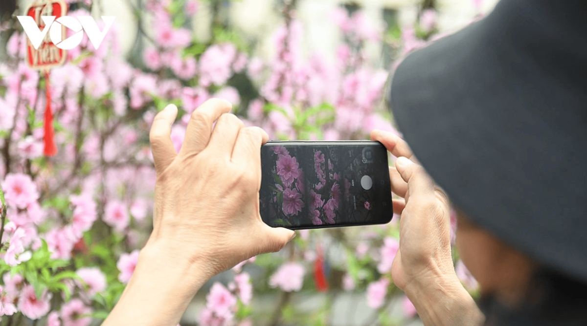 color-rich spring flower display at ly thai to flower garden in hanoi picture 9