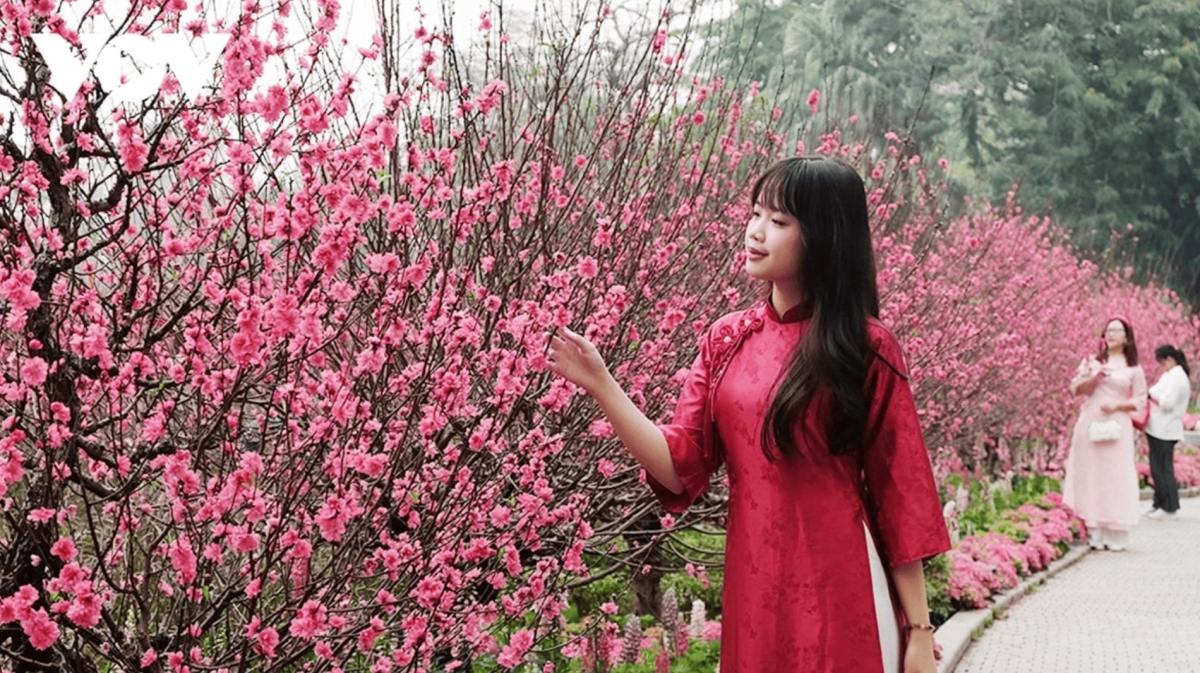 color-rich spring flower display at ly thai to flower garden in hanoi picture 13