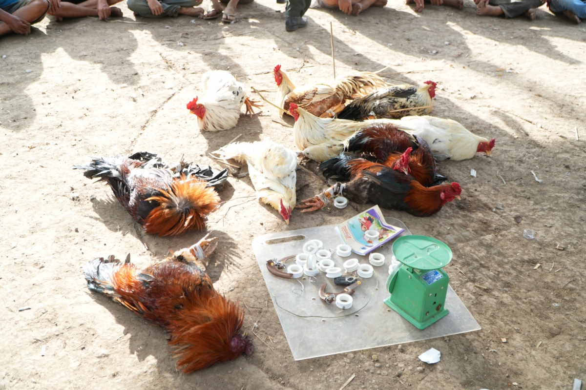 Công an thành phố Cần Thơ bắt giữ 34 đối tượng đá gà ăn thua bằng tiền