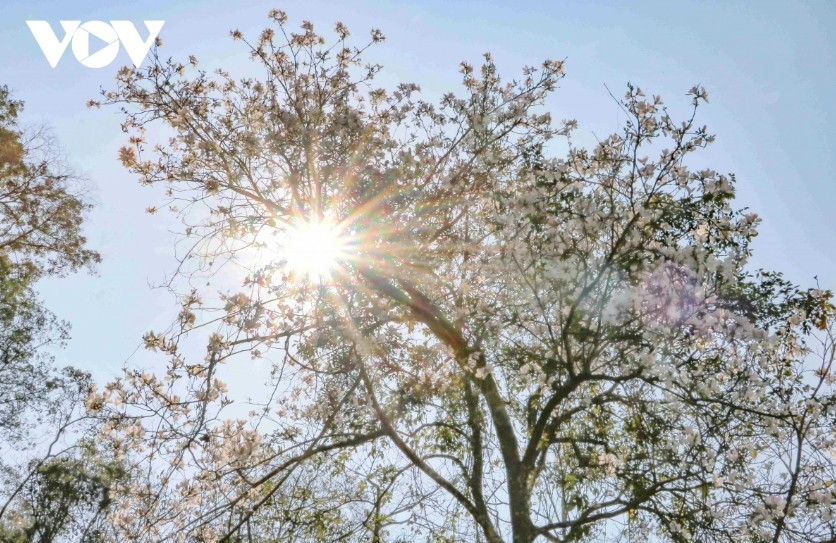 dien bien ban flower festival 2026 to feature new highlights picture 2