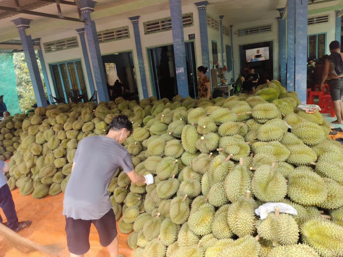 Sau Tết giá sầu riêng tiếp tục tăng cao, nhà vườn Đồng Tháp phấn khởi