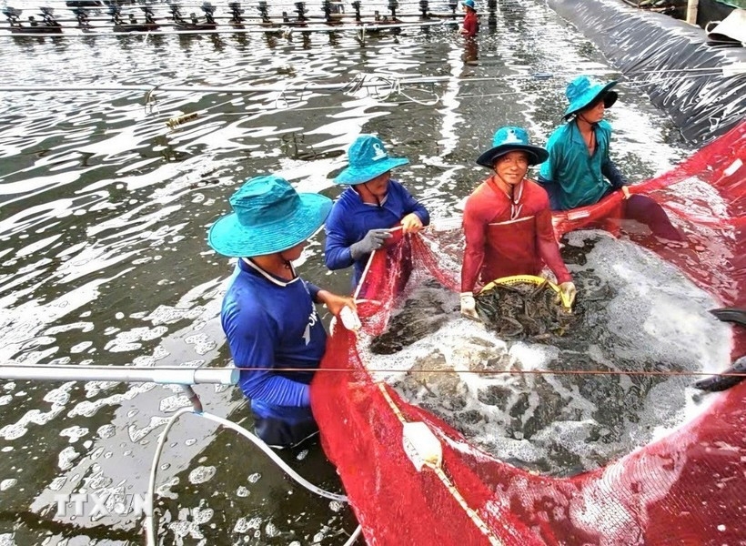 vietnam s shrimp exports gain dual boost from key markets picture 1