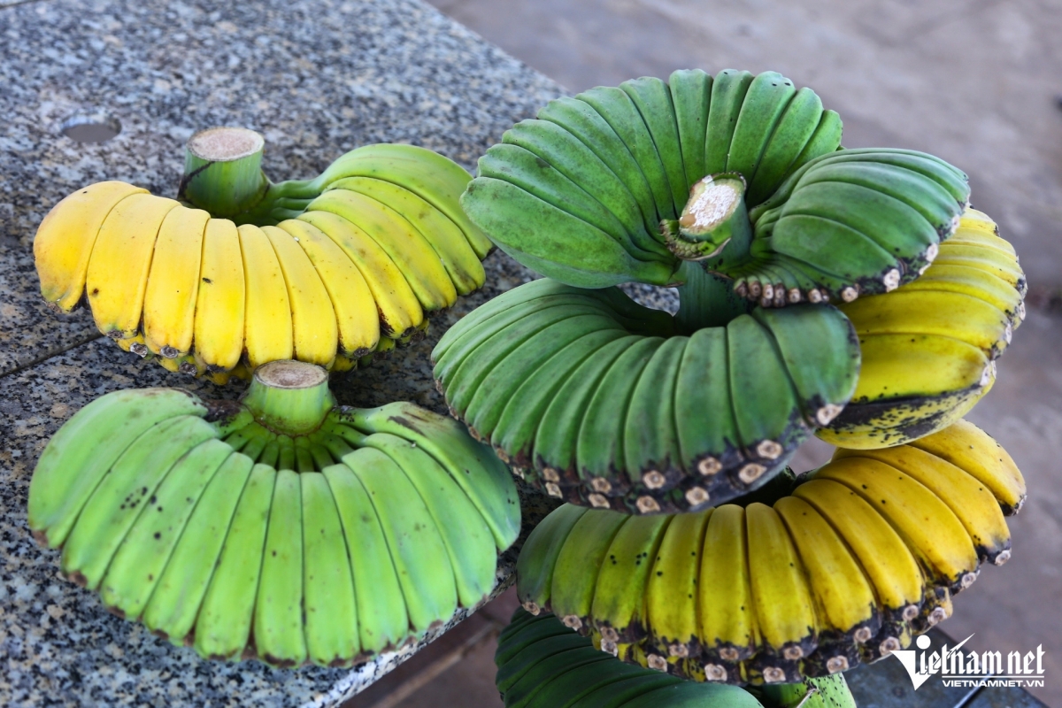 Chuối “bàn tay Phật” hút khách dịp Tết, nông dân tất bật vào vụ