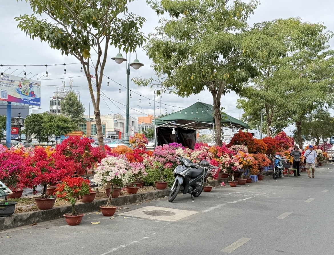 nguoi trong, kinh doanh hoa kieng can tho ky vong suc mua tang manh can tet hinh anh 4