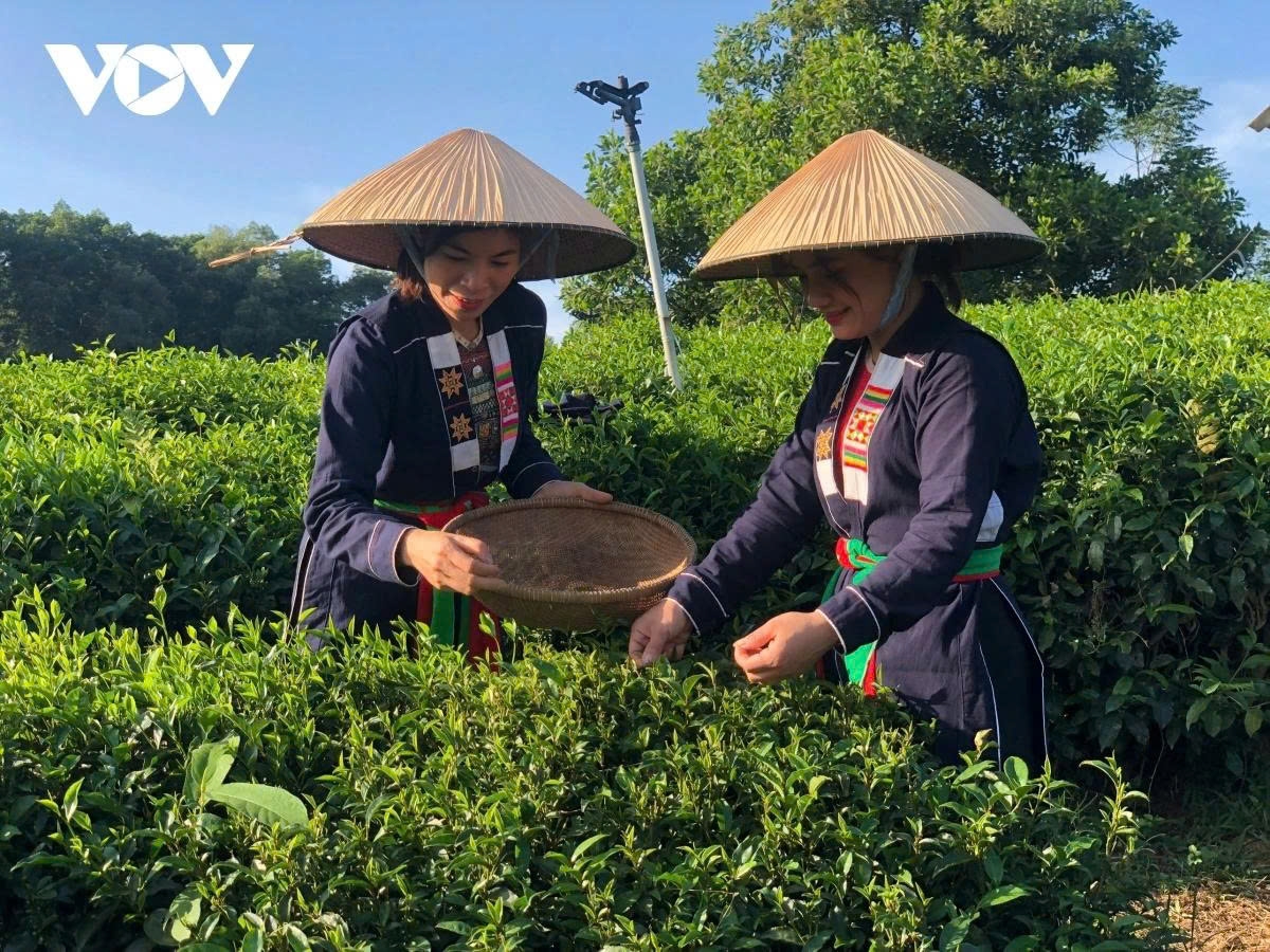 Thúc đẩy tín dụng xanh cho nông nghiệp bền vững