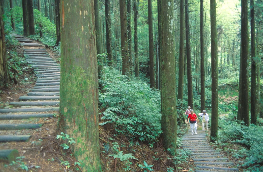 du xuan alishan - lac giua bien may va rung co thu cua Dai loan hinh anh 2