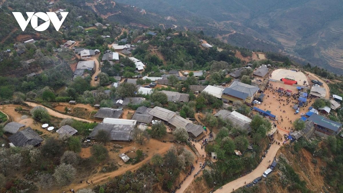 son tra blossoming - a white wonderland in the northwestern highlands picture 1