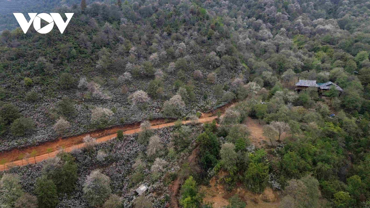 son tra blossoming - a white wonderland in the northwestern highlands picture 11