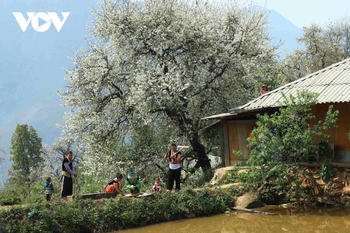 son tra blossoming - a white wonderland in the northwestern highlands picture 12