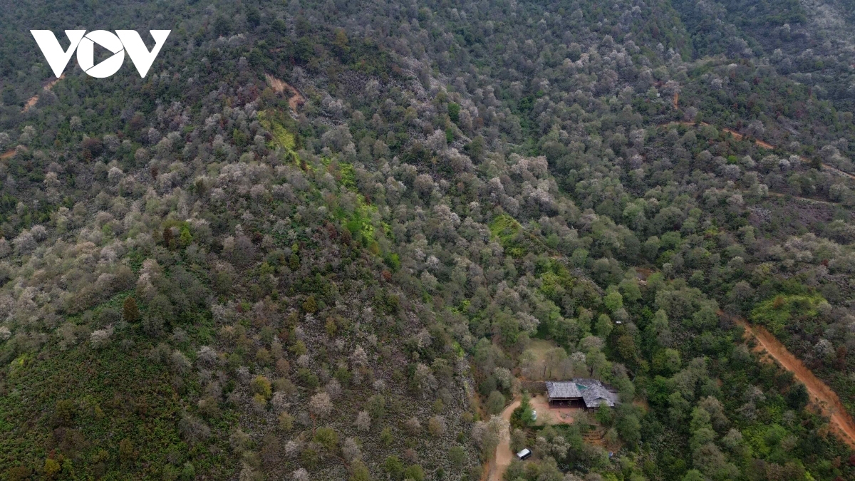 son tra blossoming - a white wonderland in the northwestern highlands picture 13