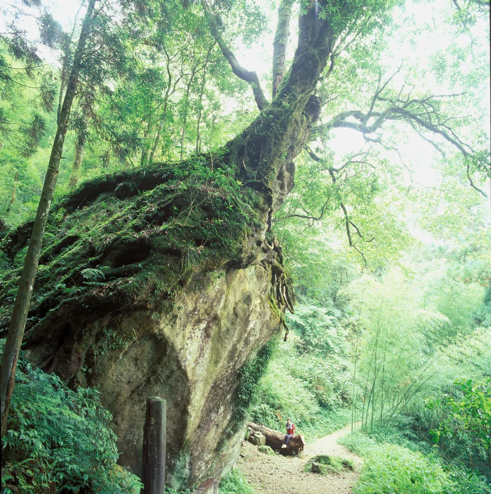 du xuan alishan - lac giua bien may va rung co thu cua Dai loan hinh anh 10