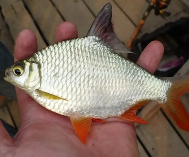 Loài cá vàng óng ở miền Tây dù “đội giá” vẫn được săn lùng