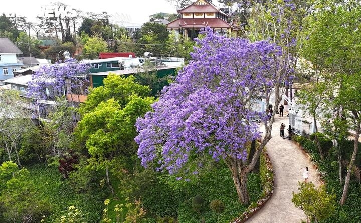 ngam Da lat tim biec sac mau loai hoa den tu nam my hinh anh 13