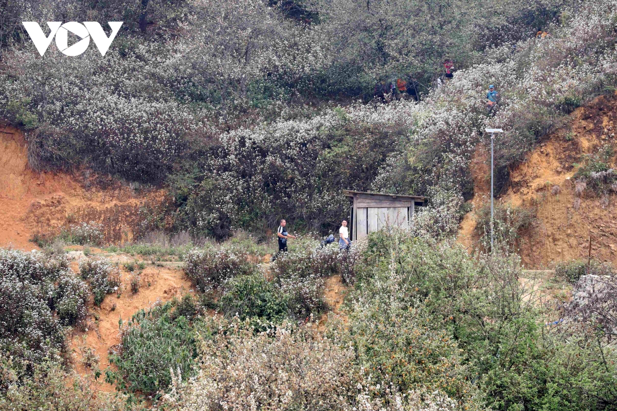 son tra blossoming - a white wonderland in the northwestern highlands picture 2