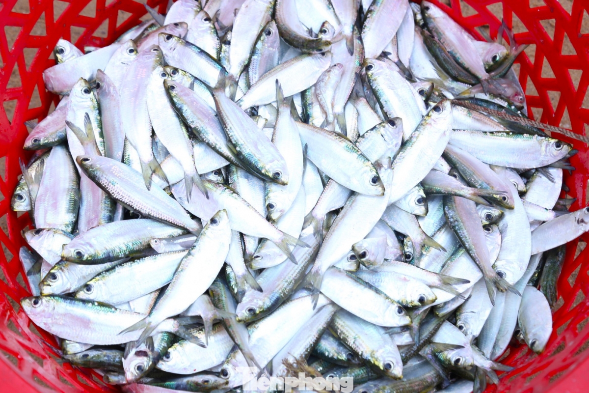 Ngư dân Hà Tĩnh bội thu “lộc biển”