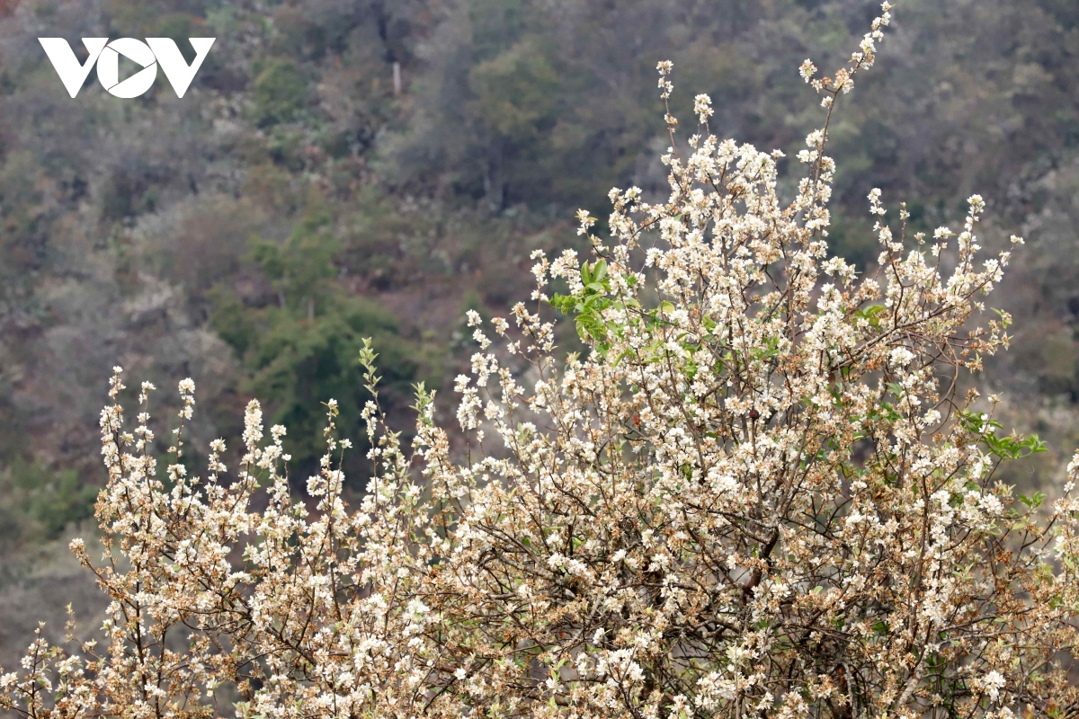 son tra blossoming - a white wonderland in the northwestern highlands picture 3