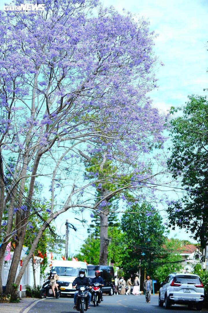 ngam Da lat tim biec sac mau loai hoa den tu nam my hinh anh 11