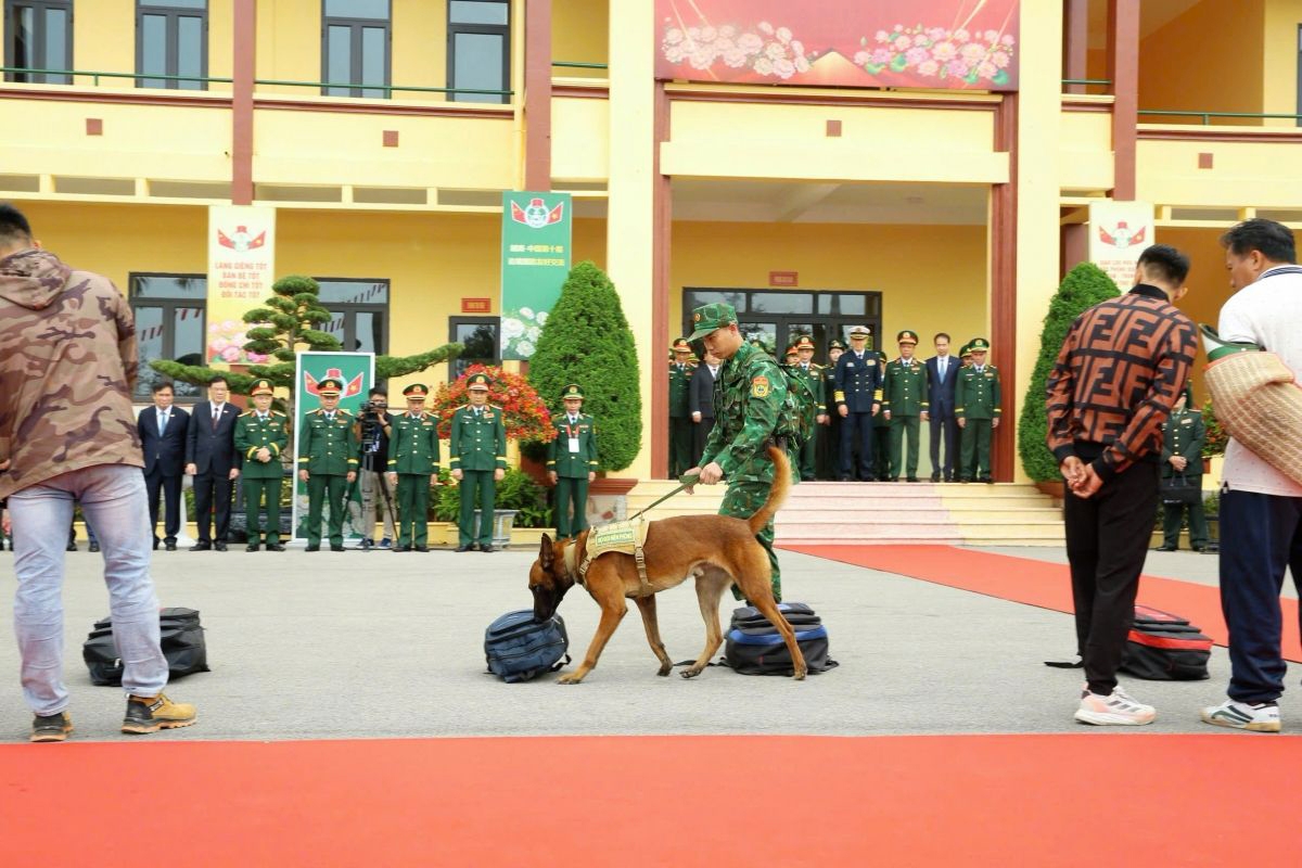 sniffer dogs assist border guard forces in anti-drug operation picture 4
