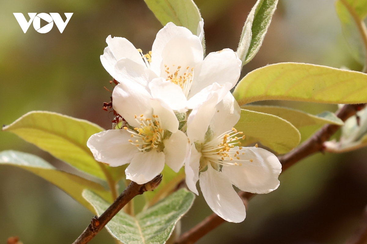 son tra blossoming - a white wonderland in the northwestern highlands picture 4