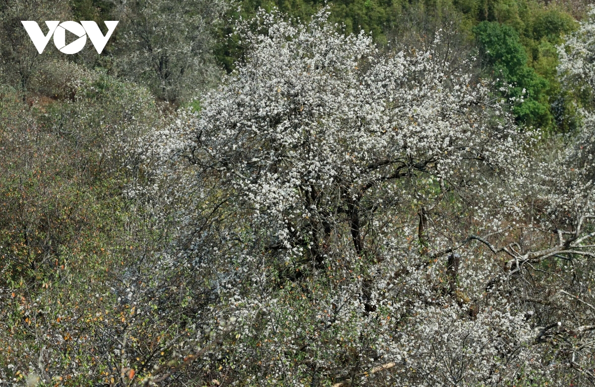 son tra blossoming - a white wonderland in the northwestern highlands picture 5