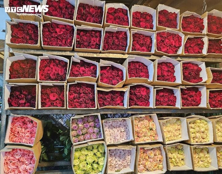 rose prices spike before march 8, traders fear unsold stock picture 5
