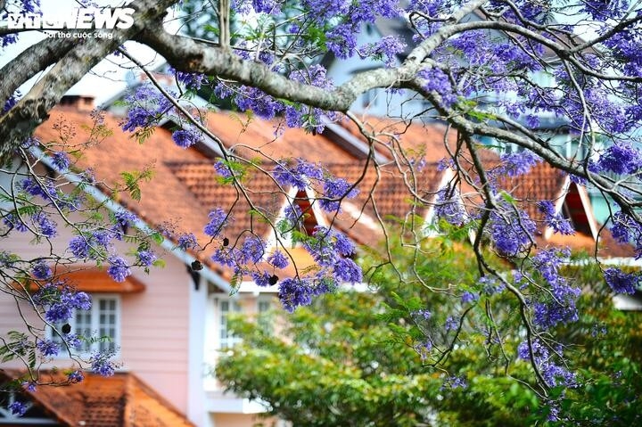 ngam Da lat tim biec sac mau loai hoa den tu nam my hinh anh 6