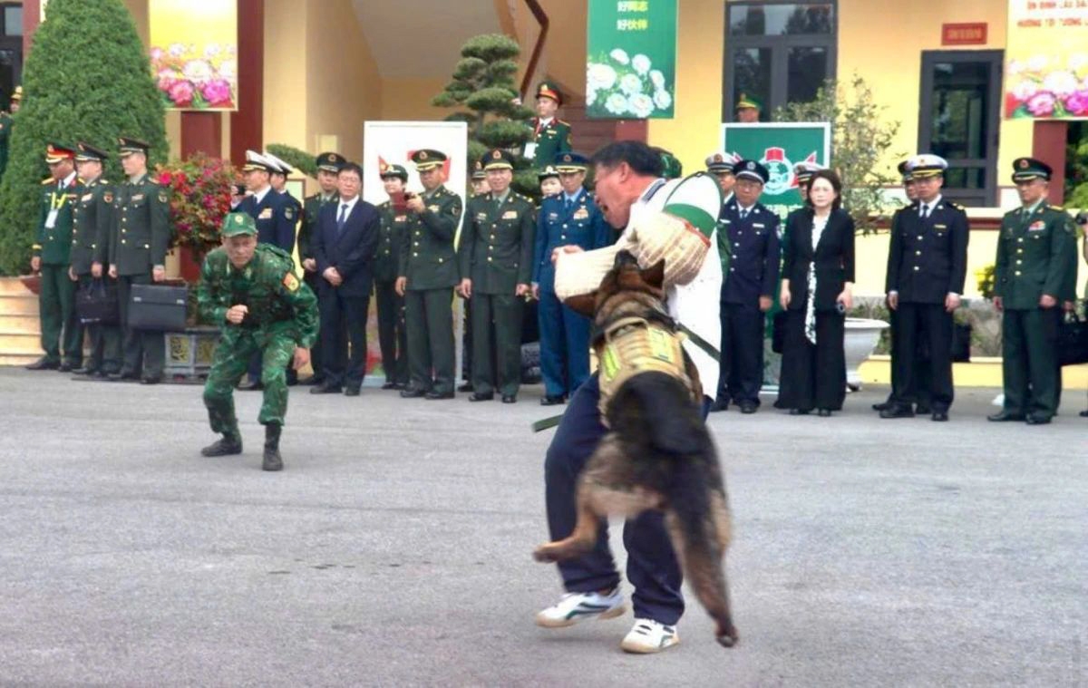 sniffer dogs assist border guard forces in anti-drug operation picture 6