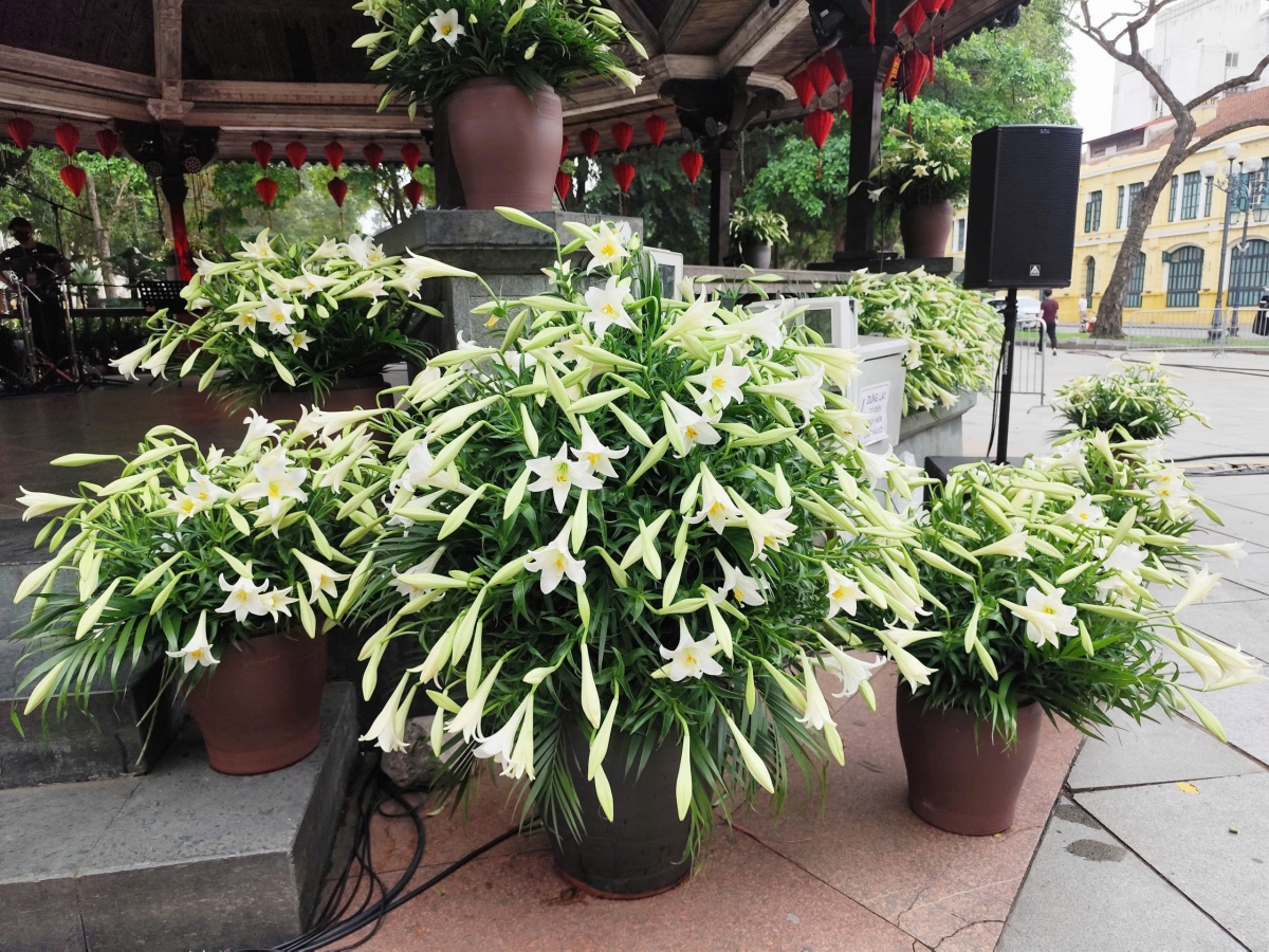 hang nghin bong hoa loa ken danh thuc khong gian nha bat giac, ha noi hinh anh 2