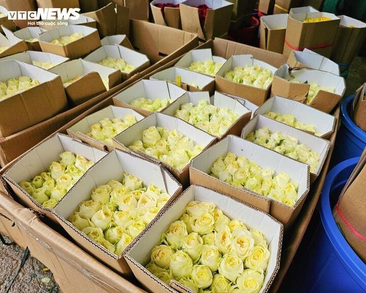 rose prices spike before march 8, traders fear unsold stock picture 7