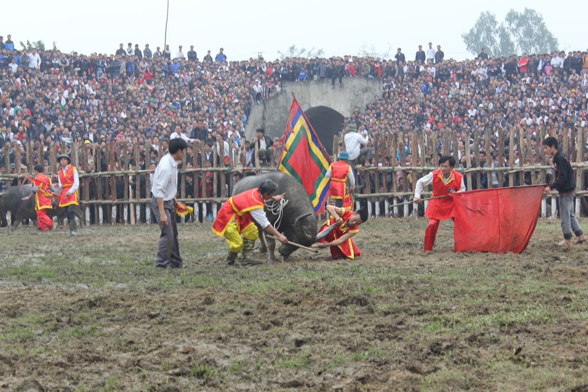 Độc đáo Lễ hội chọi trâu truyền thống xã Hải Lựu, Phú Thọ