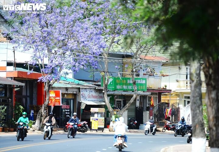 ngam Da lat tim biec sac mau loai hoa den tu nam my hinh anh 1