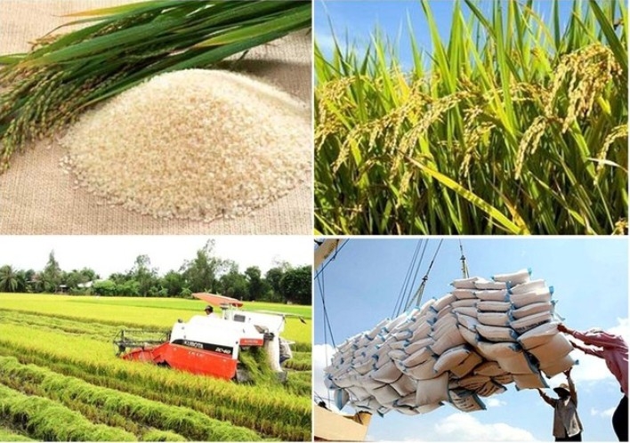 low-emission rice paves the way for higher-value rice exports picture 1 low-emission rice paves the way for higher-value rice exports picture 1