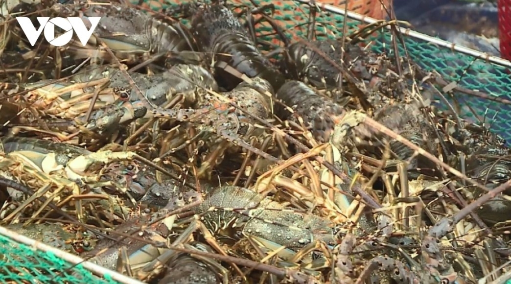 lobster leads surge in vietnam s early-2026 seafood exports picture 1