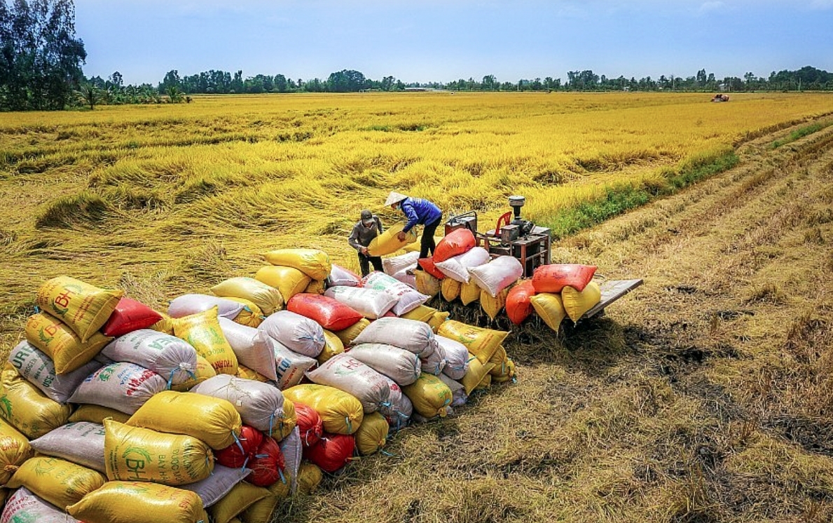 vietnam seeks to boost rice production and exports, ensure market stability picture 2