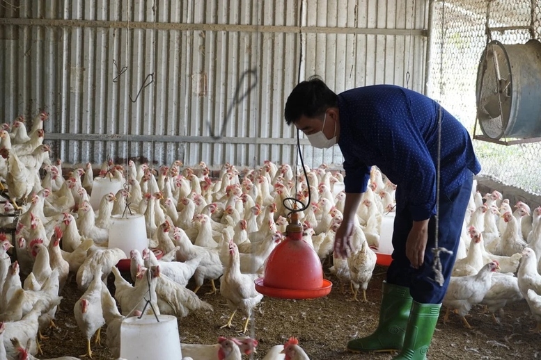 doanh nghiep, hiep hoi chung tay giu nhip san xuat nong nghiep hinh anh 4