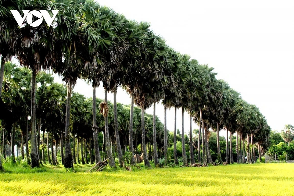 the sweet craft of palm sugar in an giang picture 1
