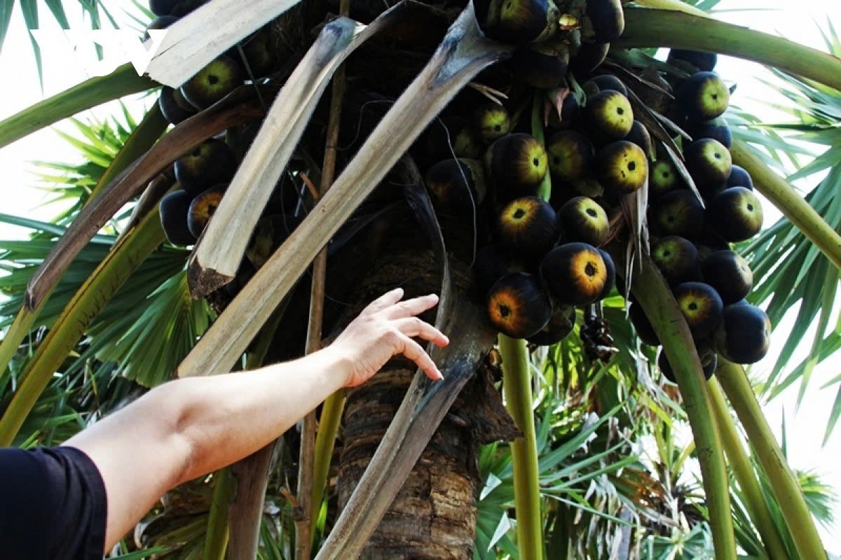 the sweet craft of palm sugar in an giang picture 12