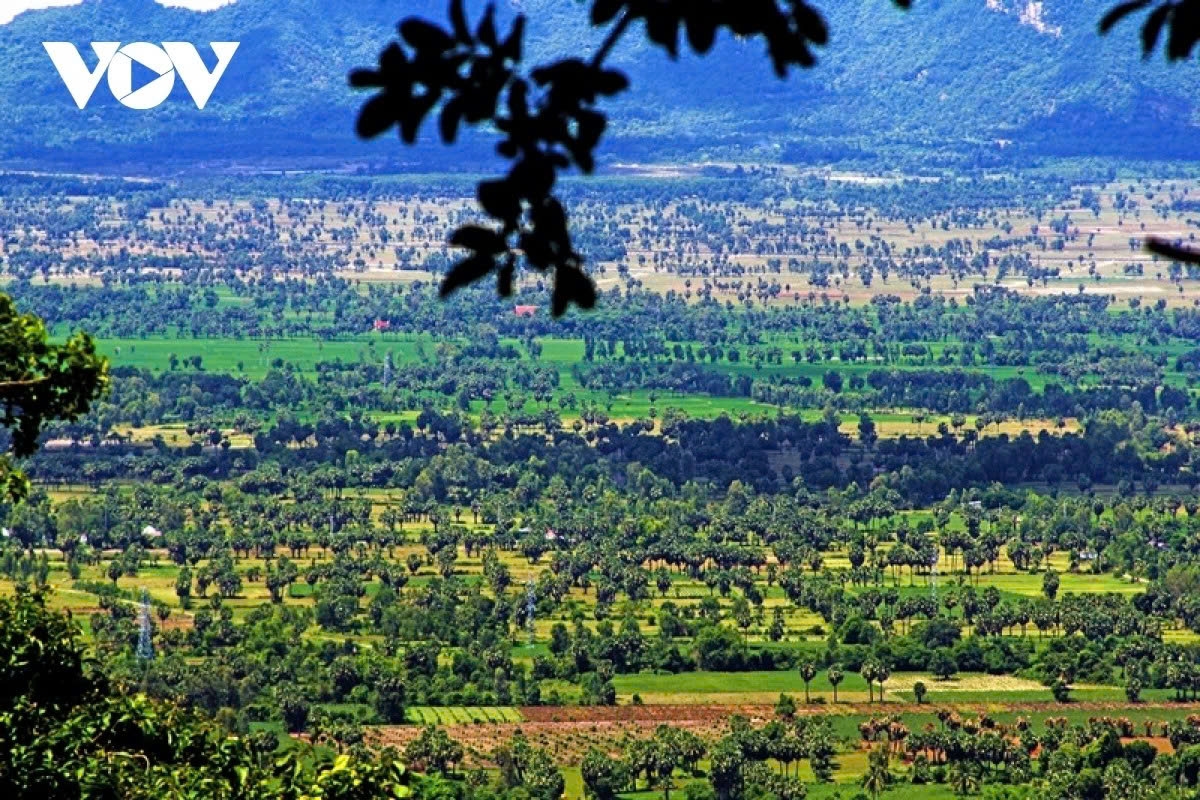 the sweet craft of palm sugar in an giang picture 13