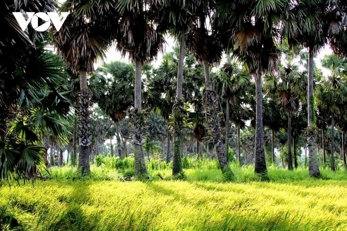 the sweet craft of palm sugar in an giang picture 2