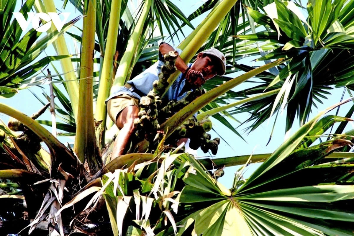 the sweet craft of palm sugar in an giang picture 4