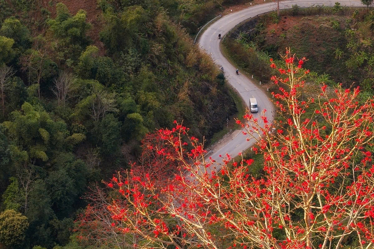 son la mountains ablaze with red silk-cotton blossoms picture 10
